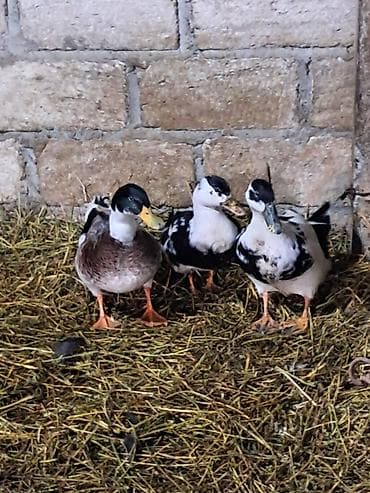 Keçilər, çəpişlər: Erkək, | Lal ördək, Damazlıq — 1