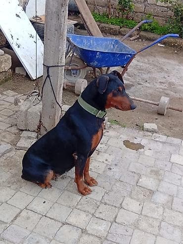 Doberman, 1 il, Dişi, Ünvandan götürmə