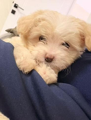 Quşlar: 3 ay, Dişi — 1