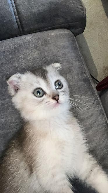 Şotland yastı qulaq, Erkək