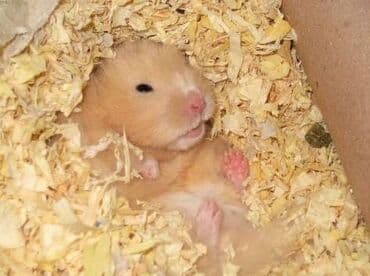 Yonqar Ev heyvanlari ucun apilka, опилка для животных . Unvan sabuncu