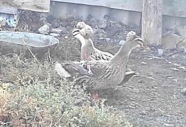 İtlər: Ördəklər – qarışıq rəngli ev ördəkləri (mallard tipli) Məhsul/təsvir — 2