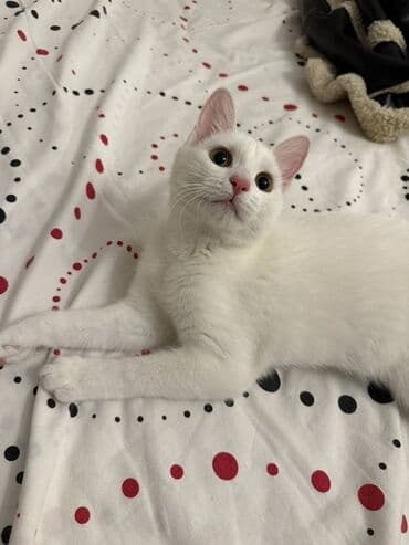 приют для кошек в баку: Yaxşı əllərə — 3