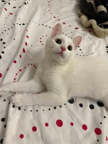 собака в добрые руки баку: Yaxşı əllərə — 3