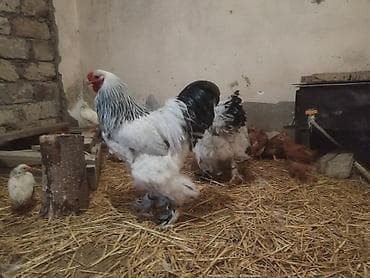 Toyuq, Brama, Yumurtalıq