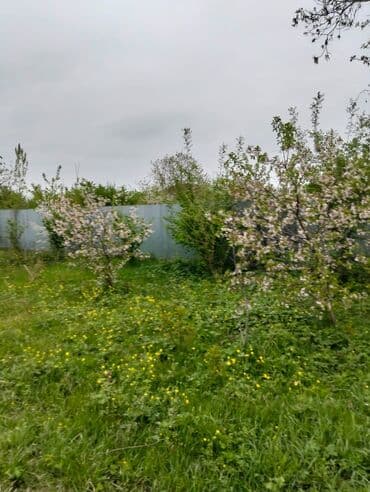 объявления о продаже земельных участков: 40 sot, Kənd təsərrüfatı, Mülkiyyətçi, Kupça (Çıxarış) — 1