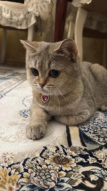 itiler: Şotland yastı qulaq — 4