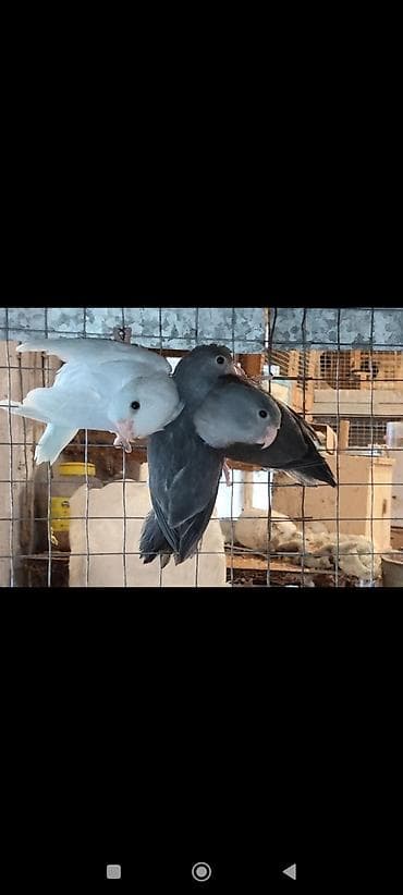 sebzi qusu: Folpus quşları dünyanın ən balaca quşları Varabınnıy papuqay Sevgi — 2