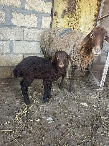 Ana bala satilir qirmizi qoyundu