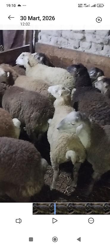 hinduşka əti qiyməti: Əmlik quzu . tərəzi ilə 9.50 . Reyal alıcı narahat etsin boş bekar — 3