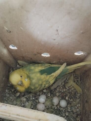 danisan quslar: Hazır cutlerdir 4 yumurtası var aktiv heyvanlardir balaya süper — 4