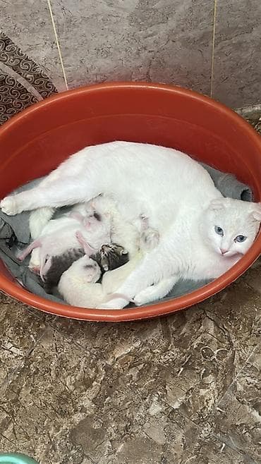 Gəmiricilər: Şotland yastı qulaq, Dişi — 1