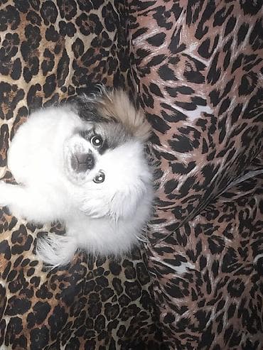 quru cörek: Pekines, 10 ay, Peyvəndli — 2