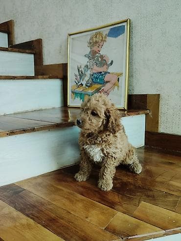 Птицы: Пудель — 6