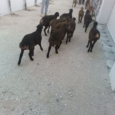 Salam hervaxdız xeyir saxlamlıq quzularm cxdı satqa isdiyen elaqe — 8