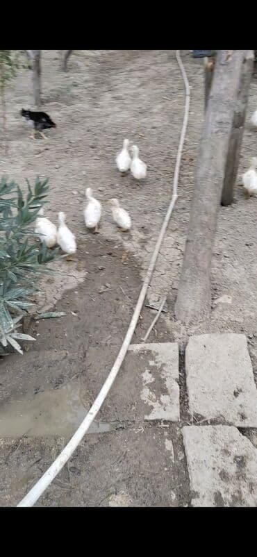 heyvanlara verilen adlar: 28 eded pekin ordeyi satlir tecli vidyosunda ata bilerem bawqa — 1