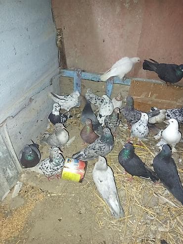 it sekileri: Məhsul: Ev göyərçinləri qrupu tərgitmə quşlar dı xayiş edlir real — 1