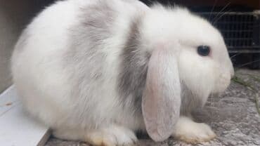 dovsanlar: Dovsanlar satilir — 3