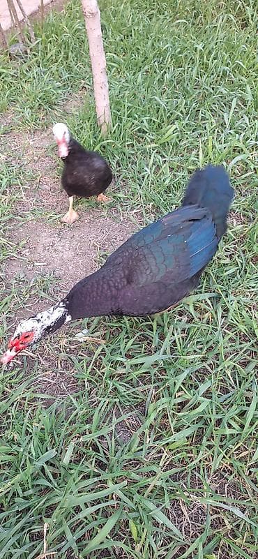 kuban ördək: 8 aylıq Lal ördekler .bir fere bir xoruz çütü 65 manat .xoruz aktiv — 10