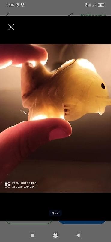 glofish balığı: Fiqur, rəng - Yaşıl — 1