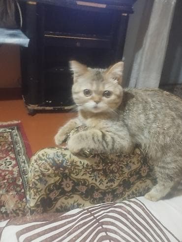 K/t heyvanları və malları: Cins gözəlliyi ilə seçilən ev pişiyi - Qısa burunlu, yumru üzlü — 1