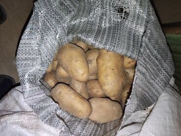 yemək üçün termos: Təzə yerli Gədəbəy kartofu – torpaq kisəsində - Növ: uzunformalalı — 3