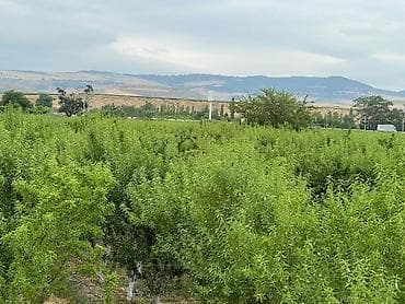 hise verilmis bogaz: Badam bağı 8 yaşında. Şabranda 8 ha Badam bağı, ceşidi Feraduel və — 7