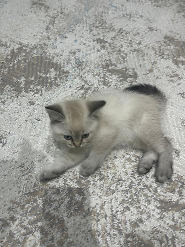 Yaxşı əllərə lalafo.az -da Yaxşı əllərə