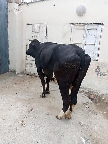 Ətlik kök düge qiymet razilaşma yoıu ile