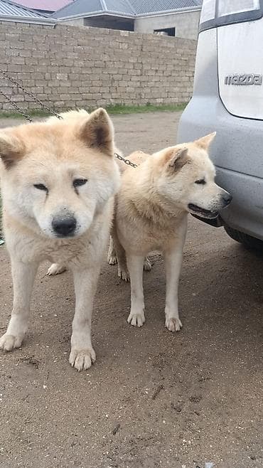 pidbul itler: 4 il — 1