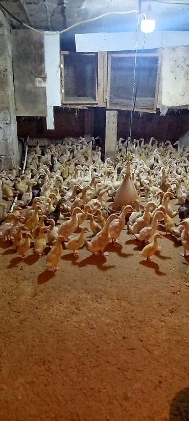 Коровы, быки: Ördəklər – müxtəlif yaş qrupları, partiya şəklində - Şəkillərdə — 4