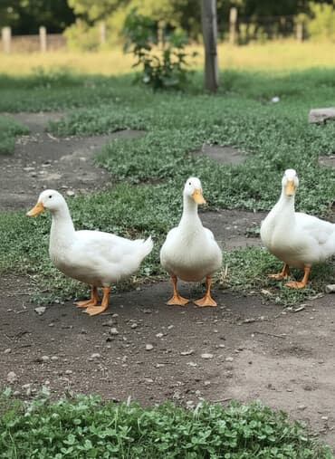 arı ailəsi satışı elanları 2025: Kuban ordəkleri 7 ayliq yumurtlayirlar. Topdan satis qiyməti 12 azn — 1