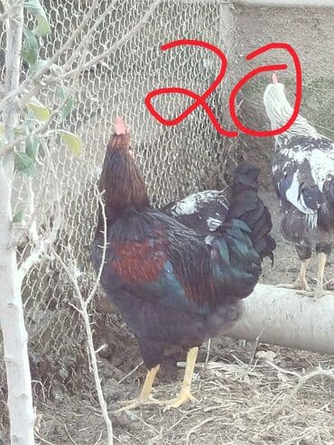 LIFAN: Hər cürə xoruzlar var ustunde qiymətləri var Təsvir: - Şəkillərdə — 10