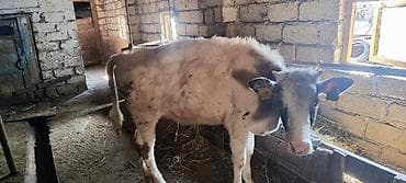 Simental tipli buzağı/sığır - Cins: Simental qarışığı görünüşlü, ağ