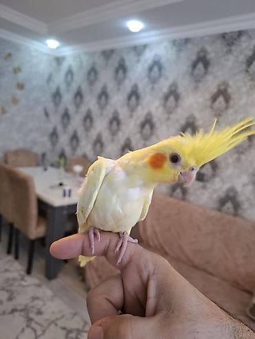 satdig quslar: Salam. sari sirin karella balasi satilir. oz qusumun balasidi — 2