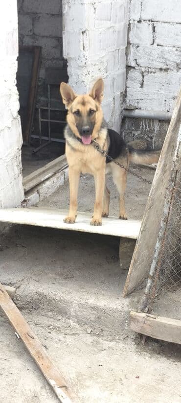 купить хаски щенка: Немецкая овчарка, 1 год, Самец, Для вязки, Самовывоз — 5