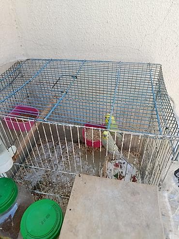 berde mal bazari 2019: Salam rainbow tutuqusular satilir qefesle birlikde 40 azn — 1