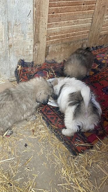 it adlari erkek: Pekines, 2 ay, Erkek — 2