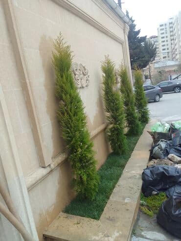 ищу работу садовник на дачу: Salam bağ evlərində, Abyektlərdə parklarda bağban xidməti görülür — 19