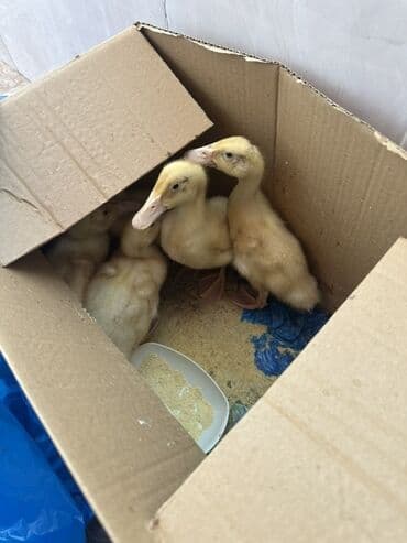 Məhsul: Sarı ördək balaları (qarton qutuda, bir neçə baş) Təsvir: -