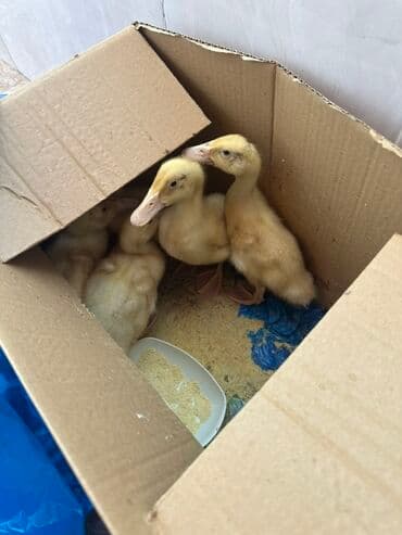 ördək balası satışı: Məhsul: Sarı ördək balaları (qarton qutuda, bir neçə baş) Təsvir: - — 1