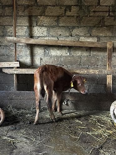 quzu satılır: Təmiz erkək anqus dana satılır. 2 ayın içindədir. Süni mayalanmadan — 5