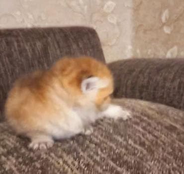 Heyvanlar üçün mallar: Britan, Dişi, Yaxşı əllərə, Ünvandan götürmə — 3