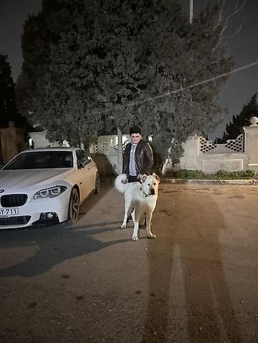 it ucun evler: Alabay, 2 il, Erkek, Peyvəndli — 3