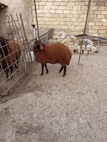 qala qoyunlar: Erkək, Qala, il: 1, 55 kq, Damazlıq, Ünvandan götürmə — 2