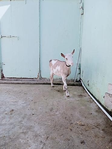 rus keçisi: Dişi, il: 1 — 2