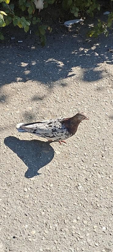 bulbul quşu: Öz göyərçinlərimdi. hər gün uçurduram, balaların almışam deyə say — 5