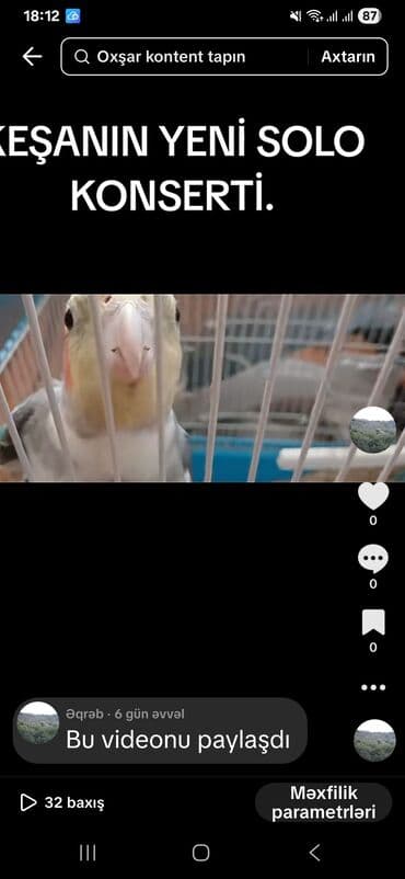 quş yuvası: KARELLA KEŞA (cockatiel) – sevimli ev quşu - Növ: Nymph kakadu - — 7