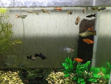 akva: Salam. Zavod istehsali akvarium satilir.Sekilde gorduyunuz kimi qapagi — 5