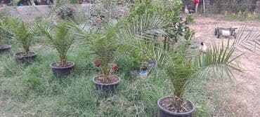 mal dili bitkisi: Xurmanın dekorativ palmaları – qablarda - Növ: Xurma (Phoenix) — 1